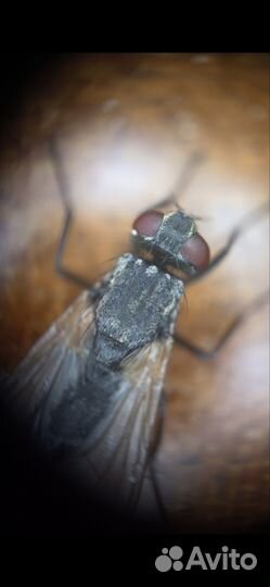 Микроскоп для телефона