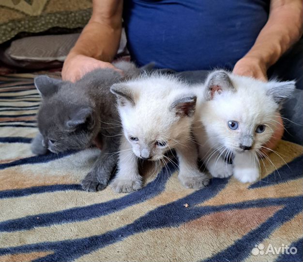 Котята в добрые руки