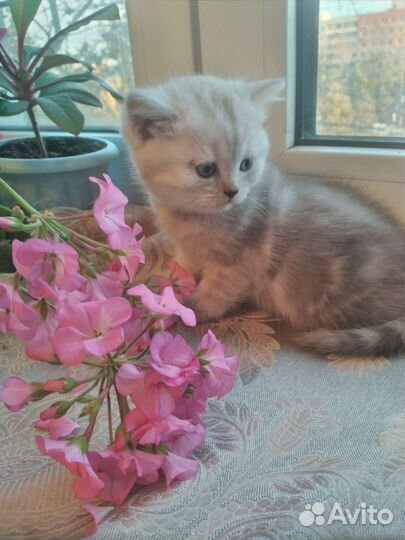 Шотландские котята