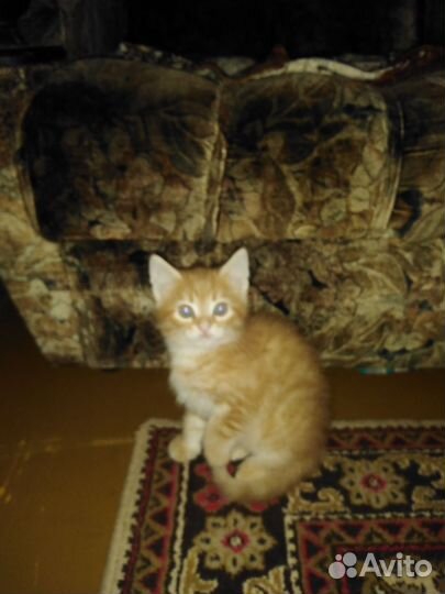 Котенок рыженький