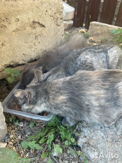 Котенок в дар бесплатно