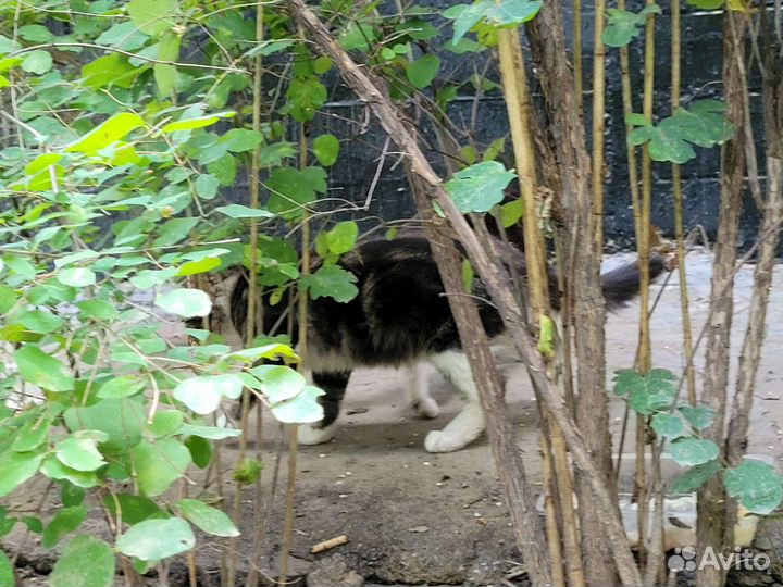 Котики нуждаются в помоши