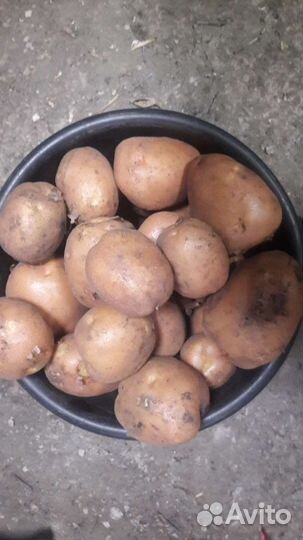Продам картофель