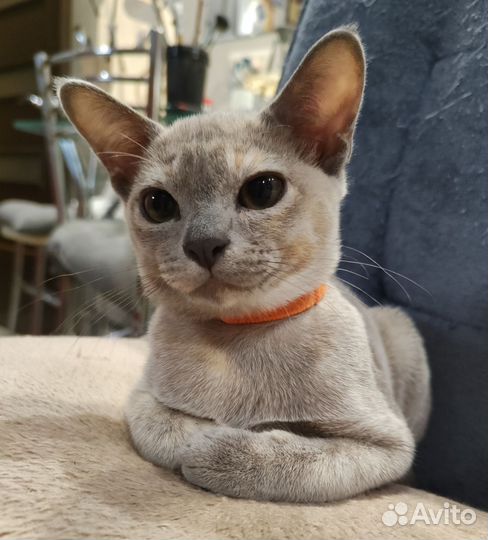 Бурманская кошечка /родословная