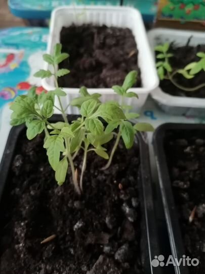 Рассада помидор