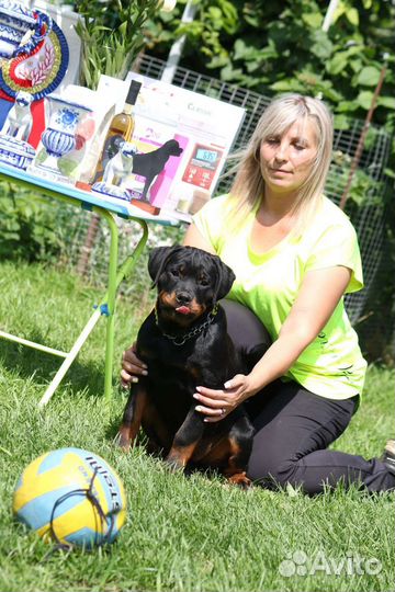 Щенки ротвейлера