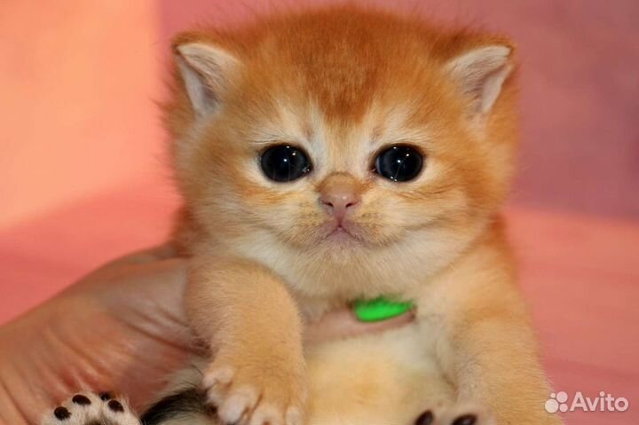 Котята золотая британская шиншилла