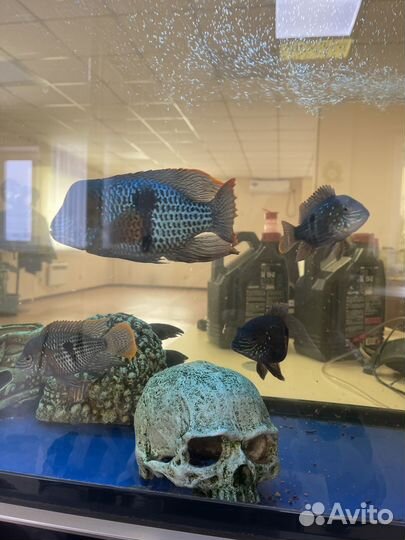 Акара бирюзовая