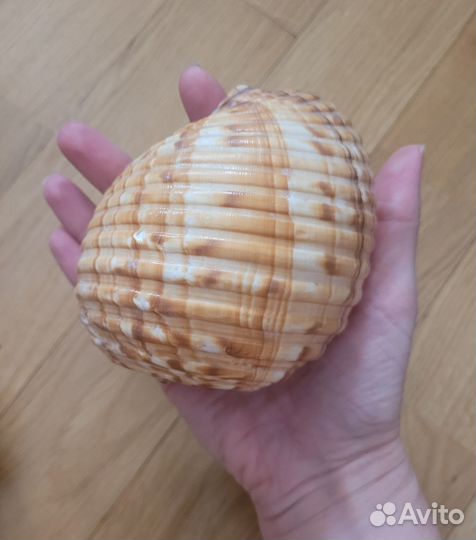 Морские раковины