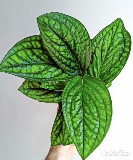 Эпипремнум и Сциндапсус