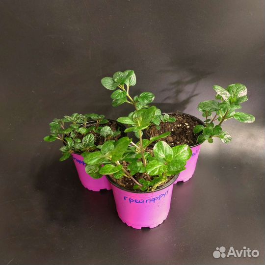 Мята. Самые вкусные коллекционные сорта