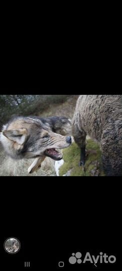 Чучела кабана и волков