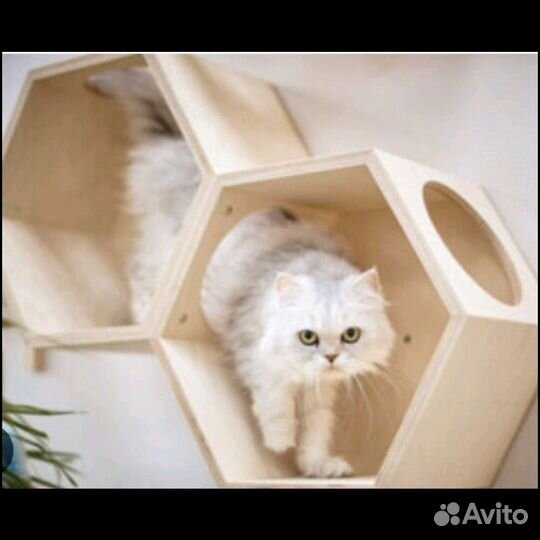 Передержка животных