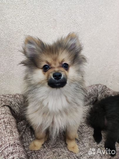 Щенки шпица