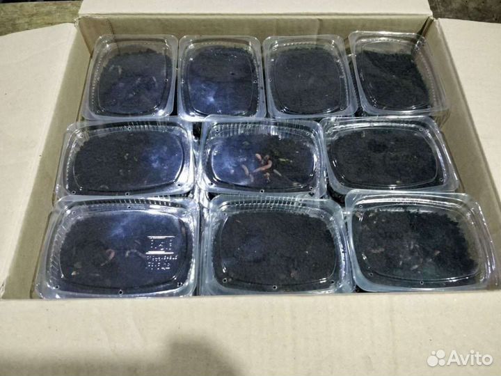 Черви для рыбалки