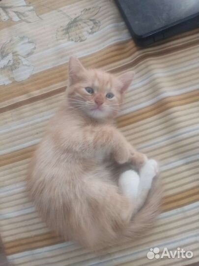 Котята в добрые руки бесплатно