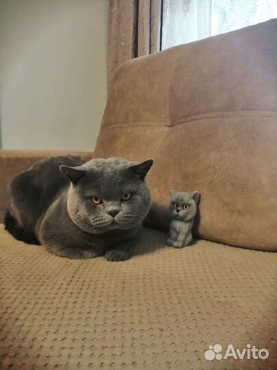 Кот для вязки