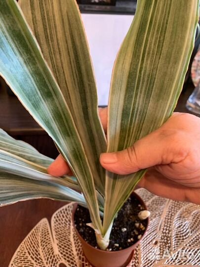 Сансевиерия Металлика (Манолин)