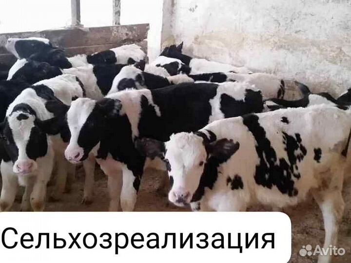 Телята бычки