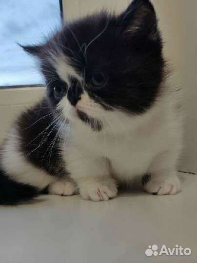 Котята манчкин