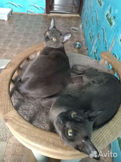 Продам котят