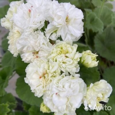 Срезы сортовых пеларгоний и укорененные черенки