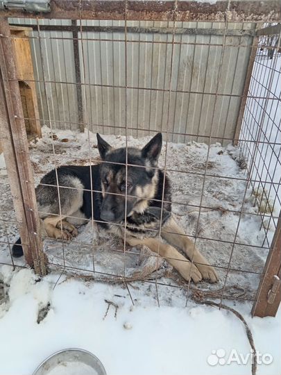 Немецкая овчарка вязка