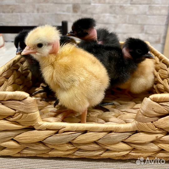 Голошейка, цыплята и ия