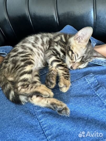 Бенгальский кот