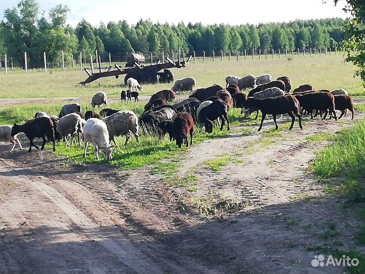Овцы, бараны, ягнята