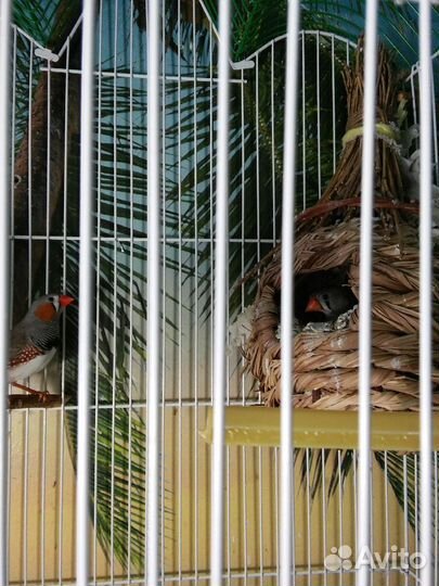 Амадины зебровые