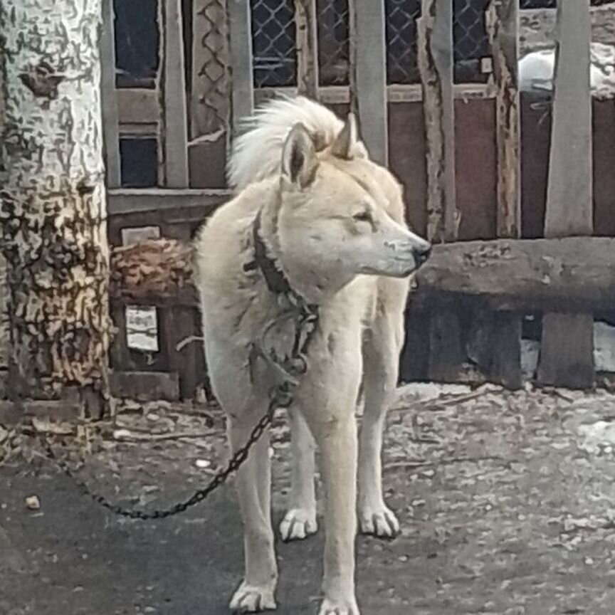 Западно сибирская лайка