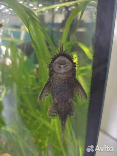 Сомики Анцитрусы