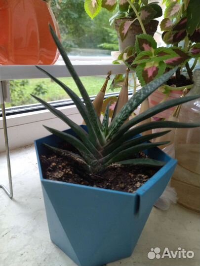 Гастерия Gasteria