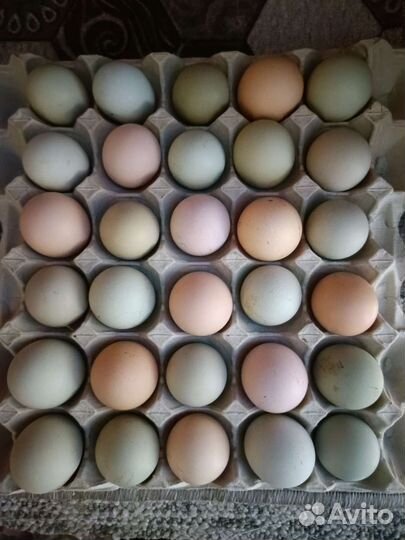 Цыплята разных пород и возрастов