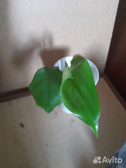 Аглаонема, драцена сандера