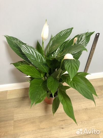 Спатифиллум