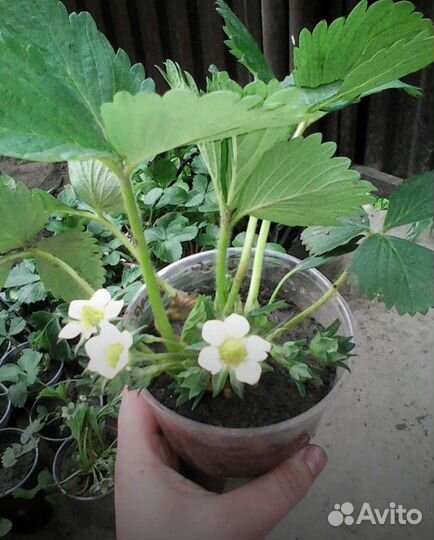 Семена клубники, малины,ежевики ремы