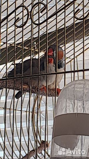 Зебровые амадины с клеткой