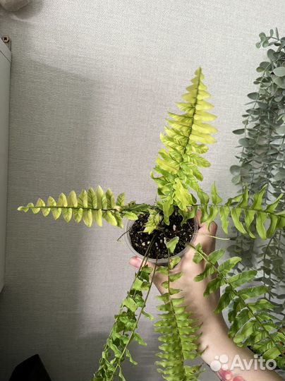 Комнатные растения