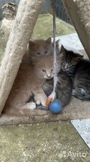 Котята 2 мес в дар