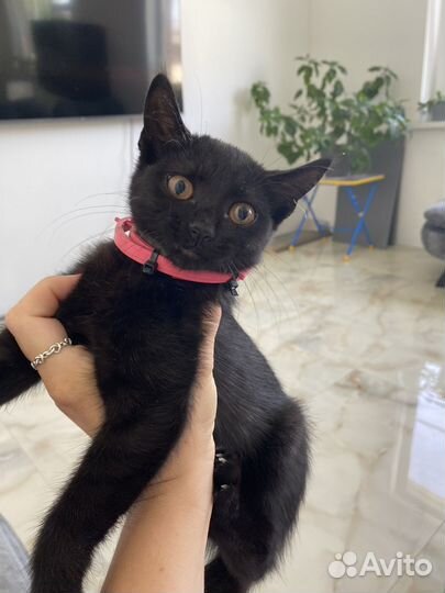 Черный котенок девочка