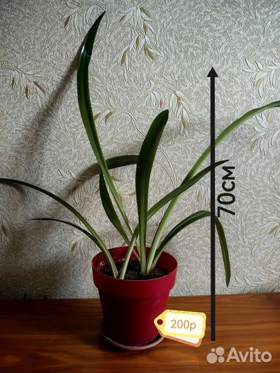 Комнатные растения цветы, разные