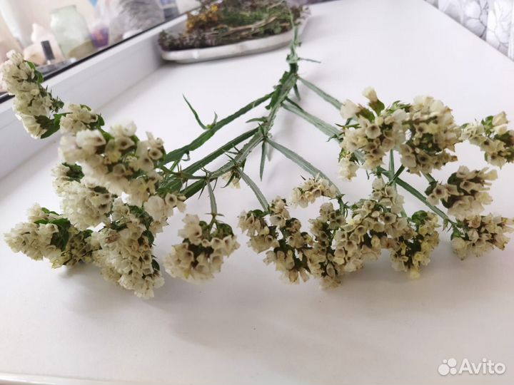 Статица срез, в Уфе