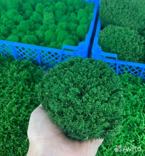 Стабилизированный мох