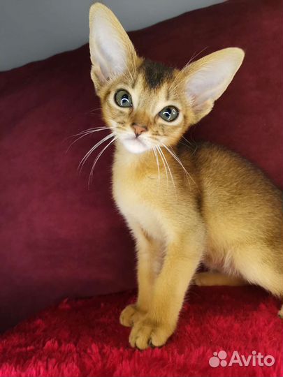 Абиссинские котята из питомника