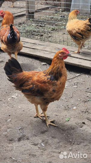 Петухи кучинская юбилейная