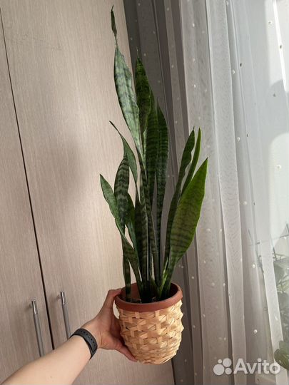 Сансевиерии и другие комнатные растения