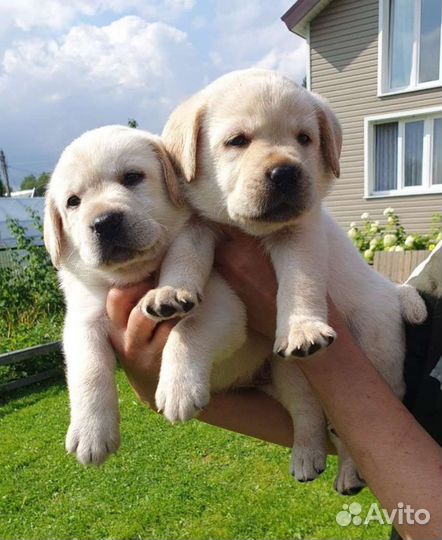 Щенки лабрадора РКФ