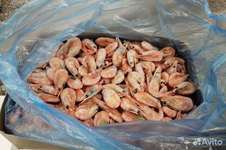 Креветки Северные оптом